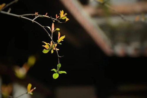 轻舟已过万重山的意思(女生说轻舟已过万重山什么意思)插图