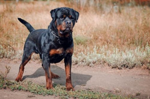 宠物犬的聪明度排名前十(常见宠物犬智力排名)插图8