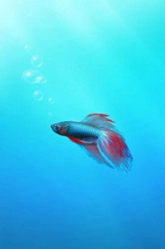 鱼鱼桌面秀(鱼鱼桌面秀侧边栏)插图118