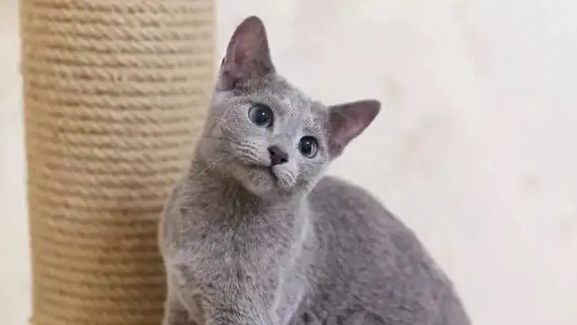 猫性格排名前十(性格好粘人的猫)插图8