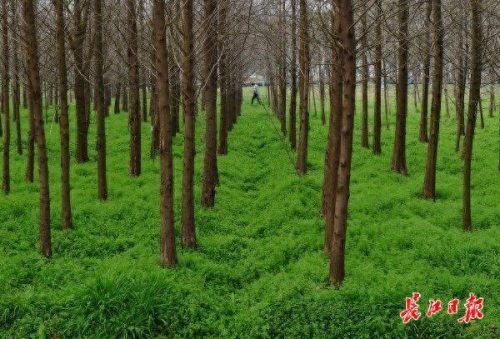 什么的绿毯(绿毯)插图1