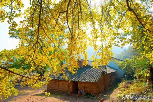 银杏景点排名前十(中国十大银杏景区)插图25