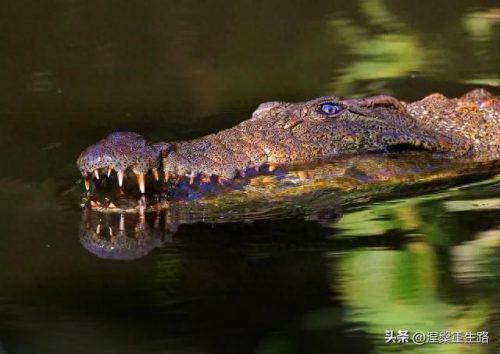 世界猛兽排名前十(十大顶级猛兽排名)插图
