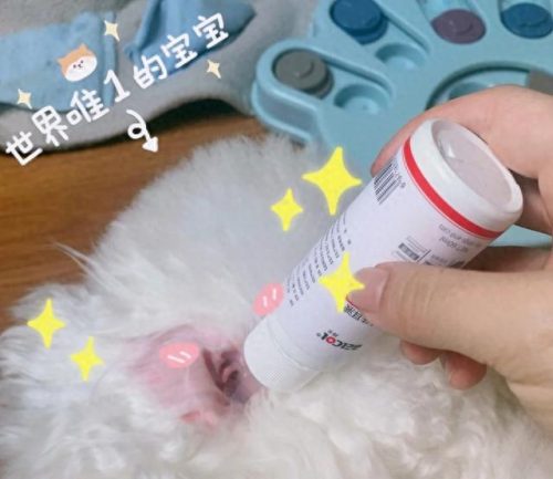 猫咪疾病排名前十(聪明的猫咪排名前十的)插图2