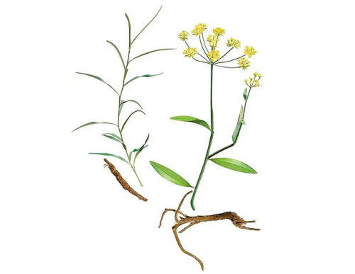 柴胡疏肝散方歌(逍遥散方剂歌诀)插图2