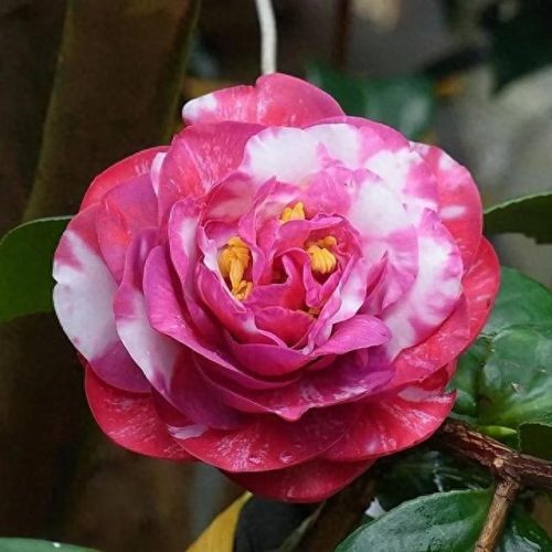 茶花品种排名前十(茶花最美的是什么品种)插图1