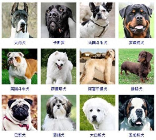 宠物的种类(宠物种类大全)插图1