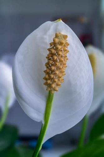 一帆风顺花图片(全屏漂亮吉祥花图片)插图17