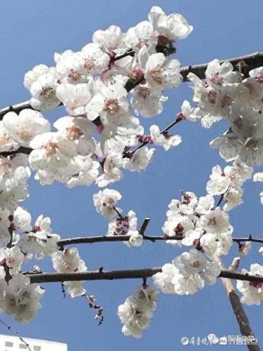 弄花香满依(掬水月在手弄花香满衣)插图3