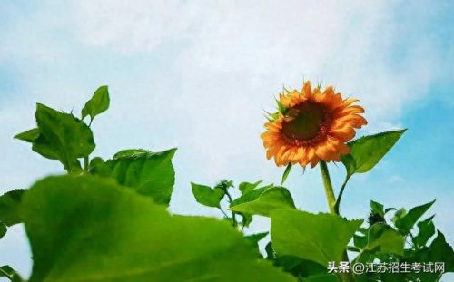 江海学院(扬州最差三所学校)插图7