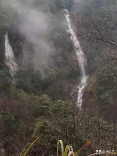 肖坑茶叶(肖坑茶叶品牌有哪些)插图2