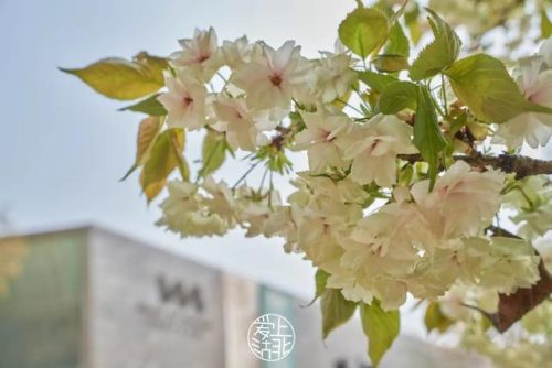 武汉 樱花(武汉樱花医护专场)插图5