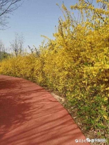 弄花香满依(掬水月在手弄花香满衣)插图6