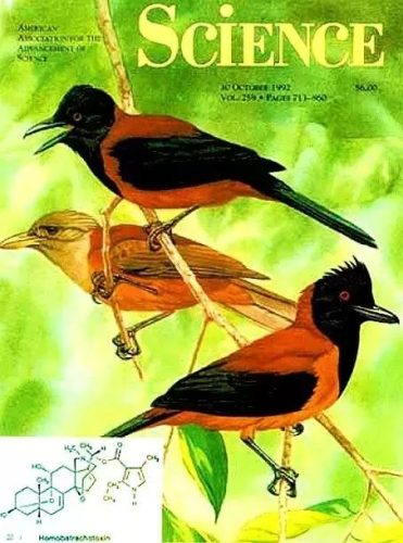 饮鸩止渴的鸩是什么鸟(鸩和鸠的读音)插图2