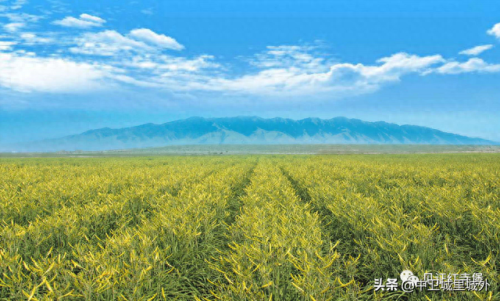 固原市最穷的乡镇排名前十(固原市哪个镇最大)插图11