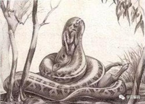 史前蟒蛇排名前十(史前蟒蛇电影在线观看)插图2