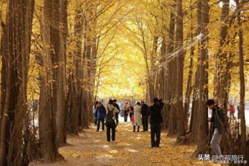 银杏景点排名前十(中国十大银杏景区)插图1