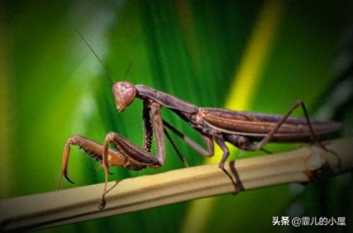 螳螂杀手排名前十(螳螂手杀手)插图9