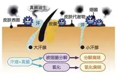 腋下除臭针有效吗(腋下减针的最佳方法)插图4