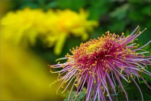 不是花中偏爱菊 此花开尽更无花的意思(花中偏爱菊此花开尽更无花的意思)插图5