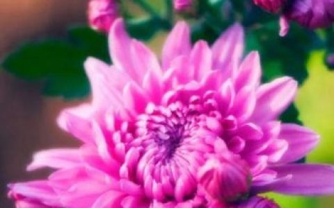 不是花中偏爱菊 此花开尽更无花的意思(花中偏爱菊此花开尽更无花的意思)