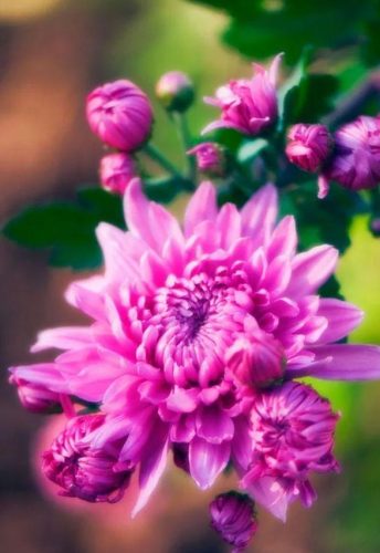 不是花中偏爱菊 此花开尽更无花的意思(花中偏爱菊此花开尽更无花的意思)插图