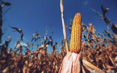 玉米加工排名前十(玉米哪个加工厂最好)