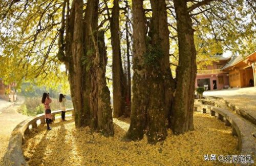 银杏景点排名前十(中国十大银杏景区)插图9