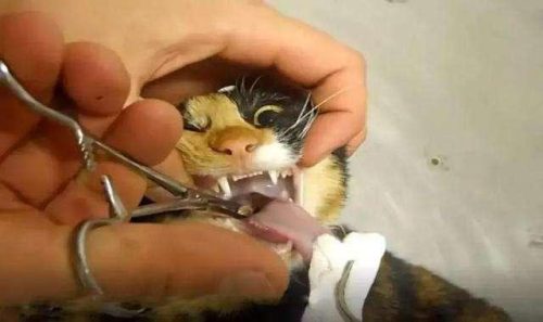 猫吃鱼会不会被鱼刺卡住(猫被鱼刺卡了会自愈吗)插图3