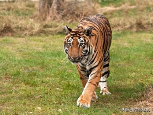 野狼体型排名前十(中国野狼最大体型)插图12