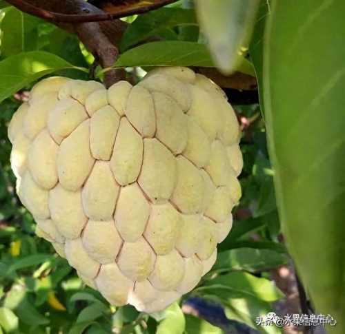 释迦果排名前十(释迦果什么口感最好)插图9