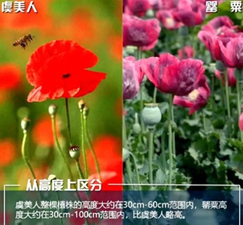 罂粟属(罂粟籽的特效止咳药有什么危害)插图8