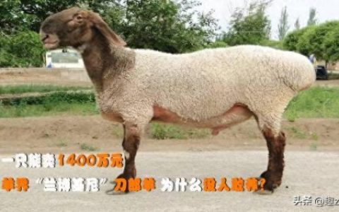 世界肉羊排名前十(世界十大肉羊排行)