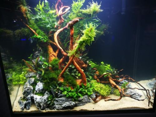 迷你鱼缸平价排名前十(迷你水族箱小鱼缸教程)插图2