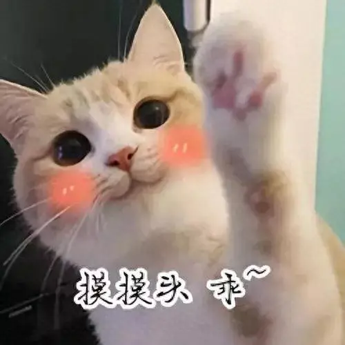 猫性格排名前十(性格好粘人的猫)插图1