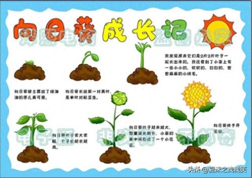 植物的手抄报怎么做(用植物做手抄报)插图1