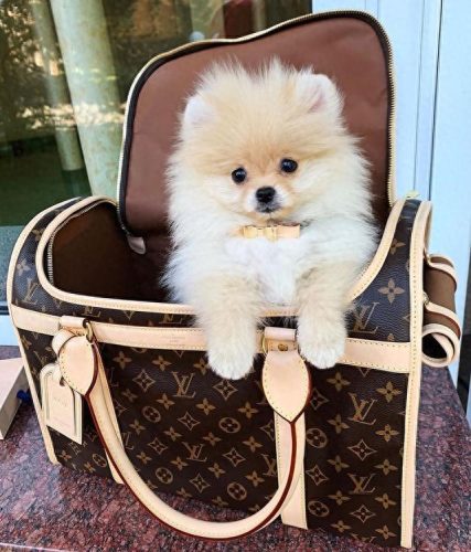 博美犬智商排名前十(玩具博美智商)插图2