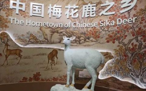 中国鹿产地排名前十(中国最小的鹿)