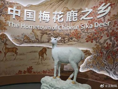 中国鹿产地排名前十(中国最小的鹿)插图