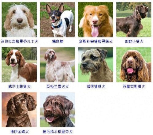 宠物的种类(宠物种类大全)插图14