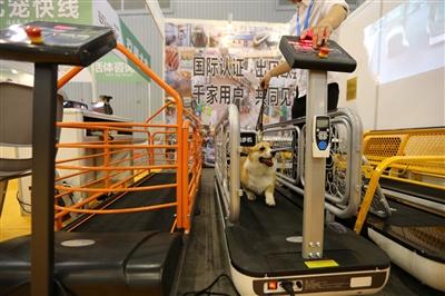 成都开宠物美容店排名前十(成都十强美容机构)插图1
