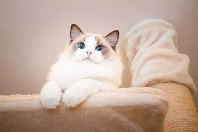 猫性格排名前十(性格好粘人的猫)插图7