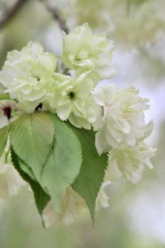 武汉 樱花(武汉樱花医护专场)插图9