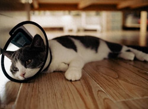 猫咪疾病排名前十(聪明的猫咪排名前十的)插图6