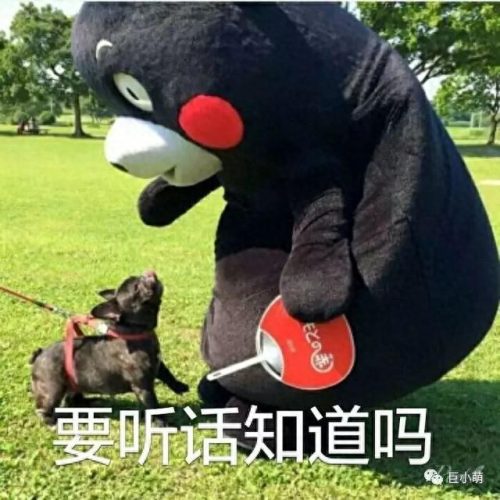 宠物造型(宠物美容院可爱造型)插图15