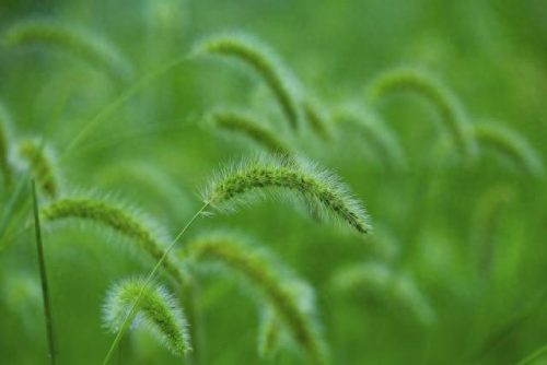 咳嗽嗓子疼消炎药排名前十(咳嗽喉咙痛的特效药)插图