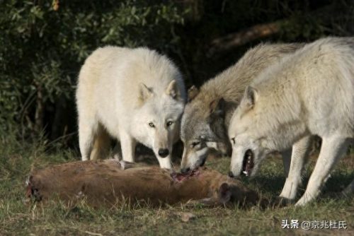 野狼体型排名前十(中国野狼最大体型)插图