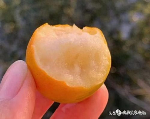 金桔品种排名前十(金桔哪些品种最好)插图6