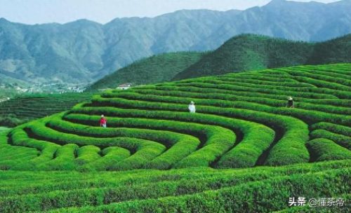 茶叶企业排名前十(茶叶品位排名一览表)插图6