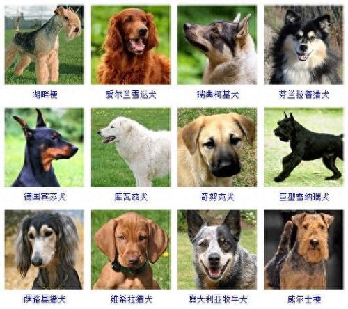 宠物的种类(宠物种类大全)插图7